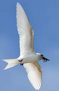 White Tern