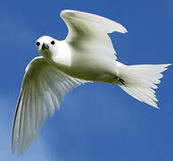 White Tern