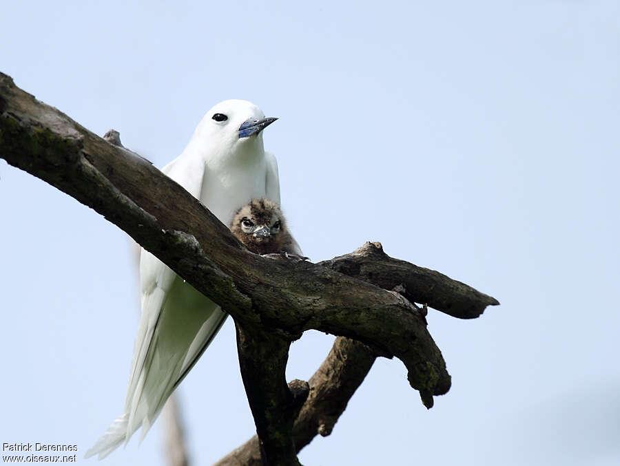 White Tern, Reproduction-nesting