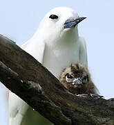 White Tern