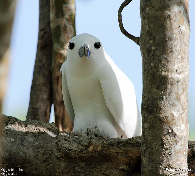 Gygis blancheadulte nuptial, identification, Nidification