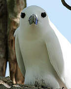 White Tern