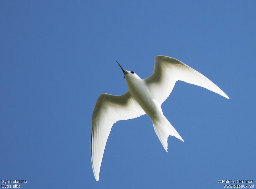 White Ternadult, Flight