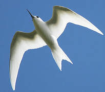 White Tern