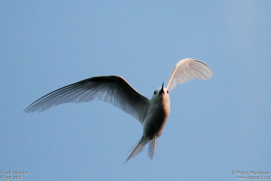 White Ternadult, Flight