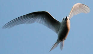 White Tern