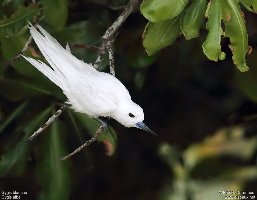 White Ternadult, identification