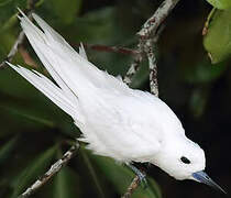 White Tern