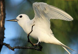 White Tern