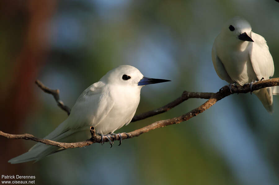 White Ternadult breeding