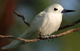 White Tern