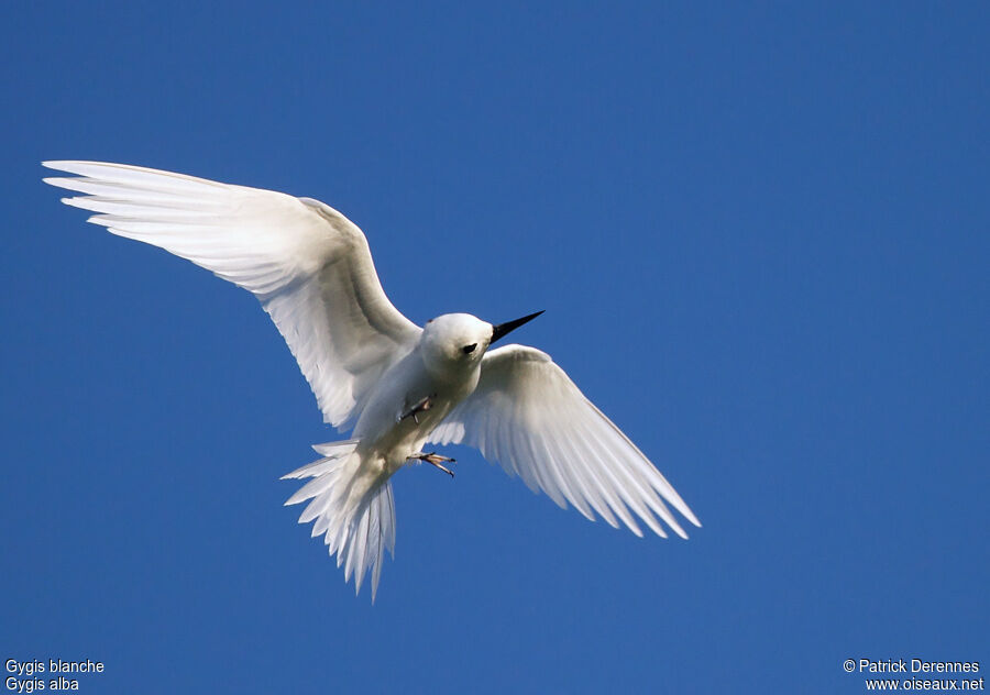 White Ternadult breeding, identification, Flight, Behaviour