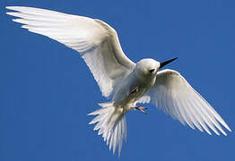 White Tern