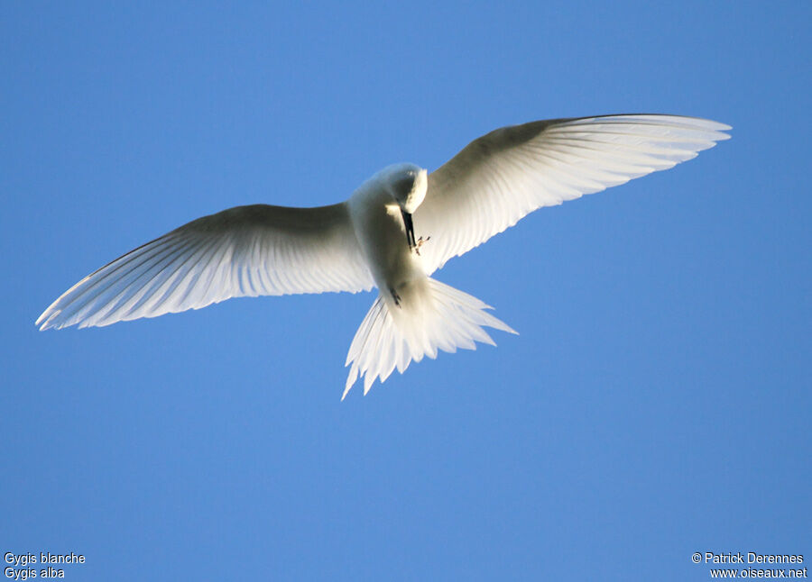 White Ternadult breeding, identification, Flight, Behaviour