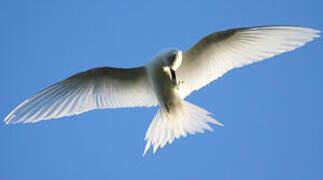 White Tern