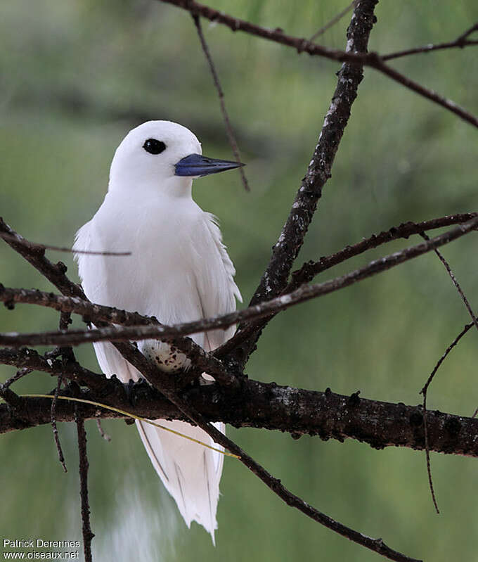 White Ternadult breeding, close-up portrait, Reproduction-nesting