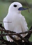 White Tern