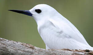 White Tern