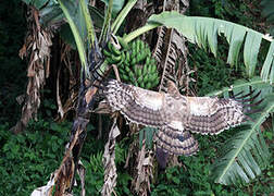 African Harrier-Hawk