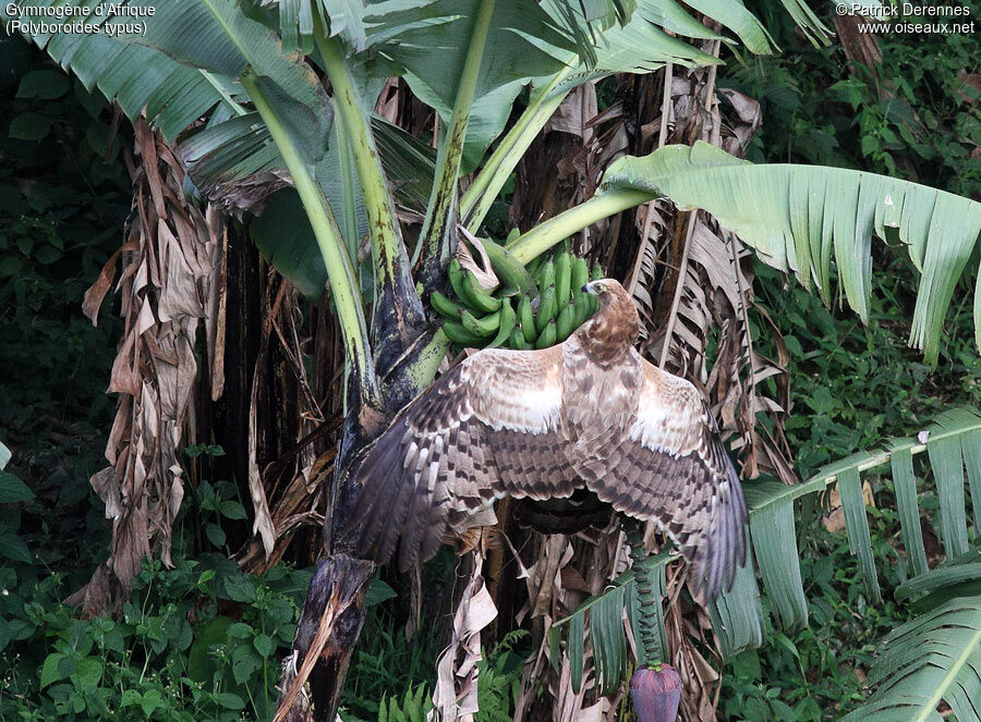 Gymnogène d'Afriquejuvénile, identification, Comportement