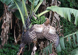 African Harrier-Hawk