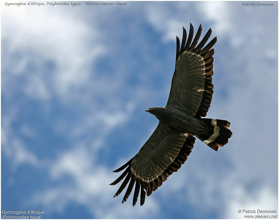 African Harrier-Hawkadult, Flight