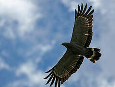 African Harrier-Hawk