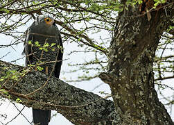 African Harrier-Hawk