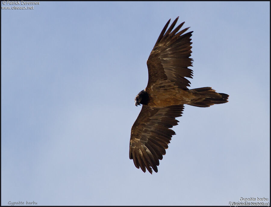 Bearded Vultureimmature, Flight