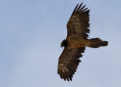 Bearded Vulture