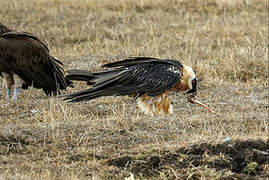 Bearded Vulture