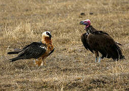 Bearded Vulture