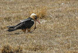 Bearded Vulture