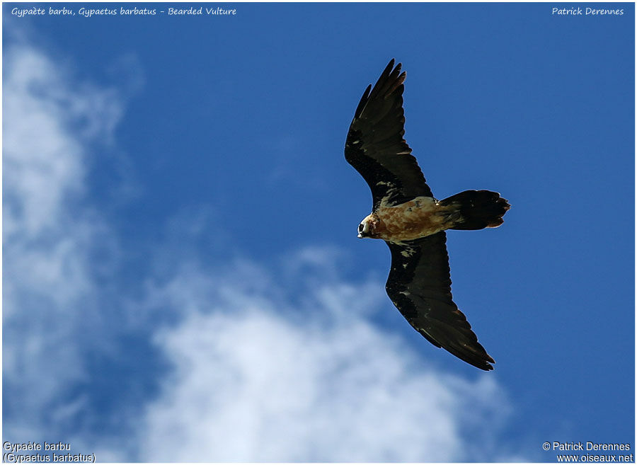 Bearded Vultureadult, Flight