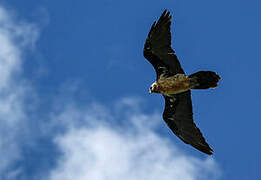 Bearded Vulture