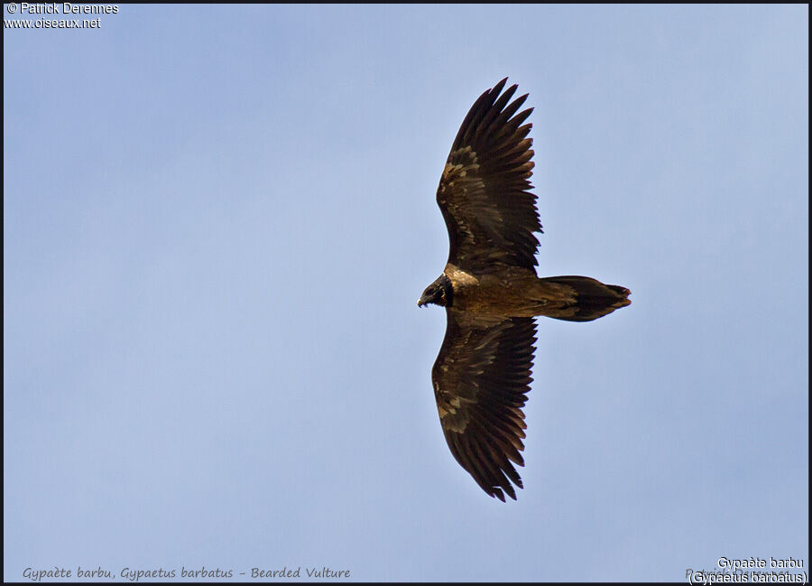 Bearded Vultureimmature, Flight