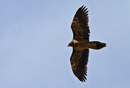 Bearded Vulture