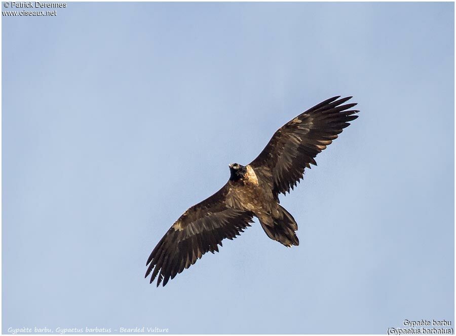 Bearded Vultureimmature, Flight