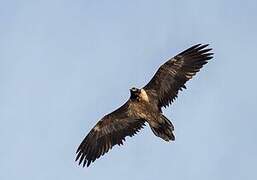 Bearded Vulture