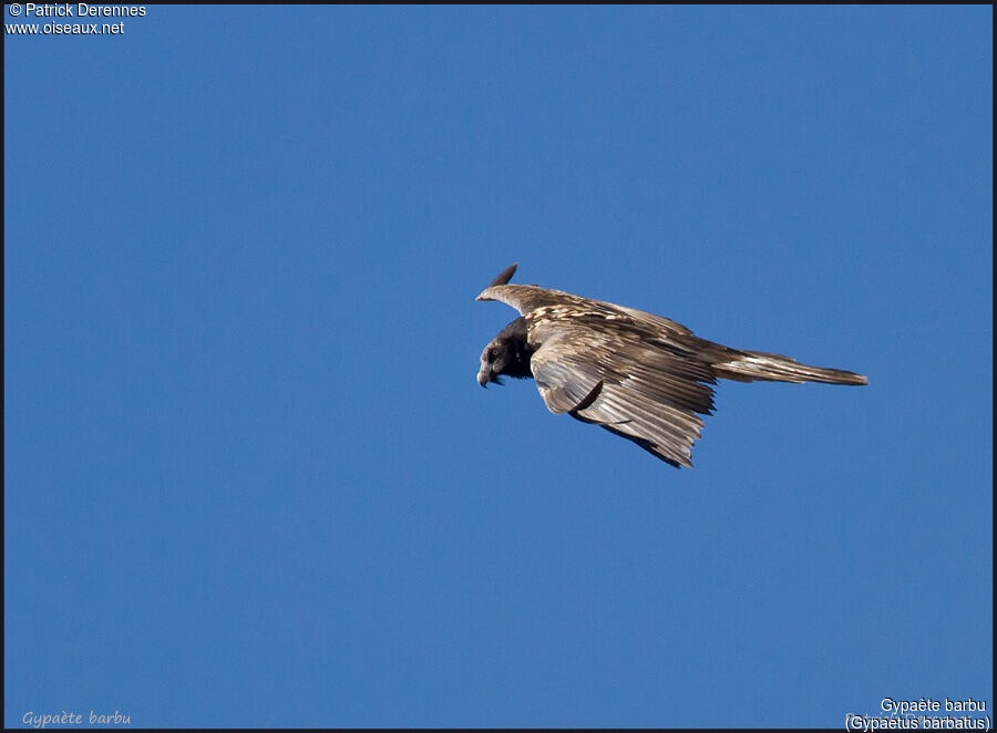 Bearded Vultureimmature, Flight