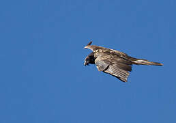 Bearded Vulture