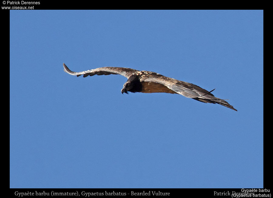 Bearded Vultureimmature, Flight