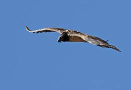 Bearded Vulture