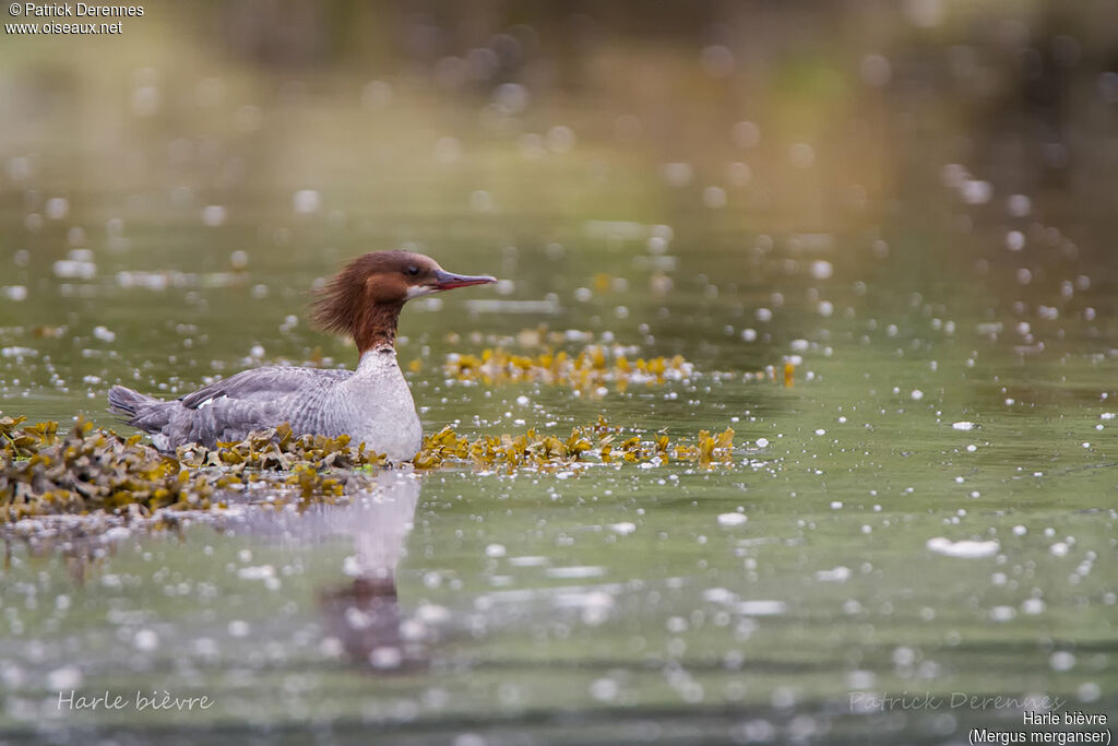 Common Merganser, identification, habitat