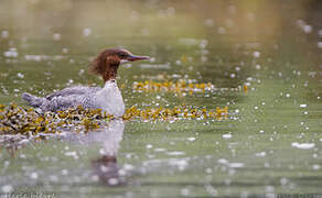 Common Merganser