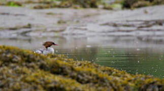 Common Merganser