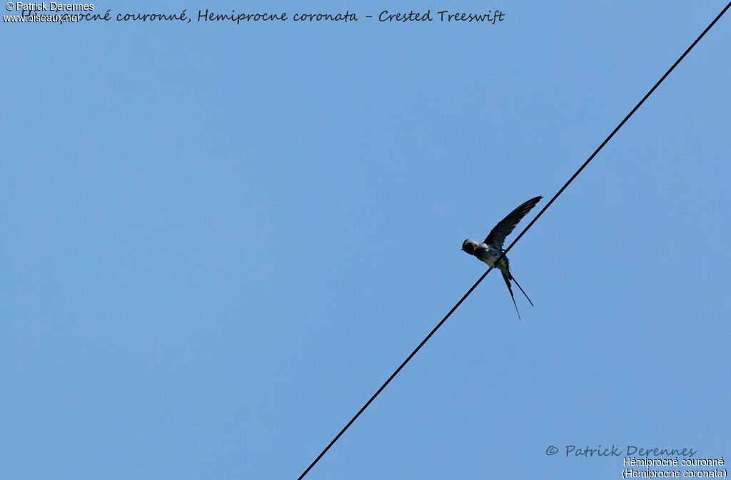 Crested Treeswift, identification