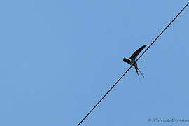 Crested Treeswift