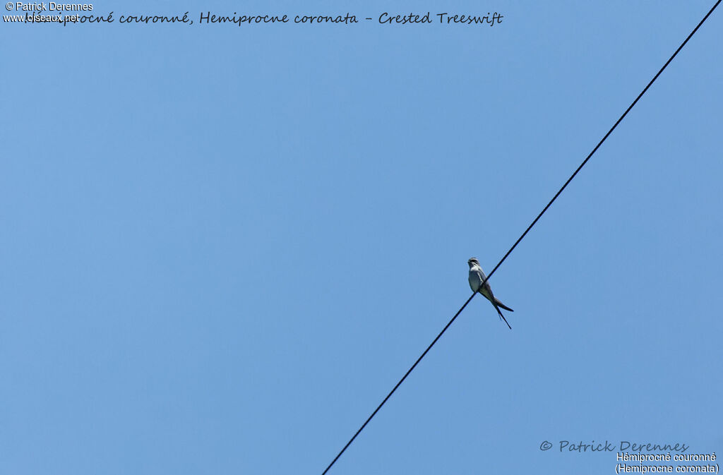 Crested Treeswift, identification