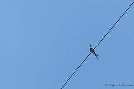 Crested Treeswift